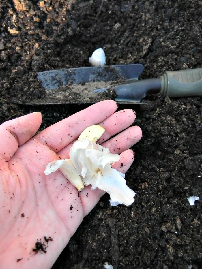 Hand holding dry garlic bulbs, one bulb being planted in the black soil with a small shovel.