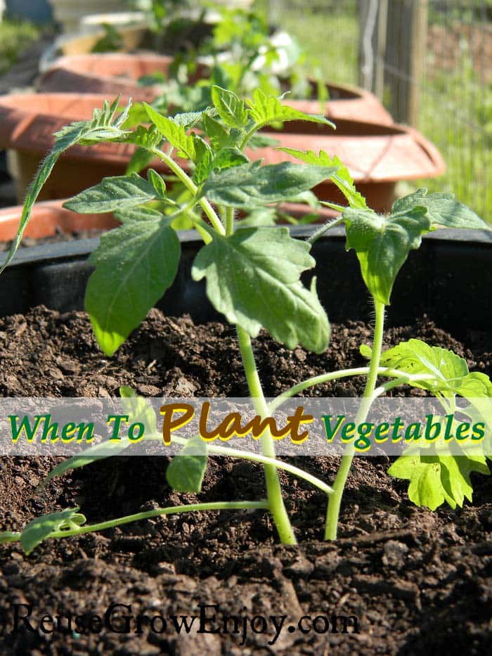 Small tomatoe plant planted in a pot with more in the background. Text overlay that says When To Plant Vegetables