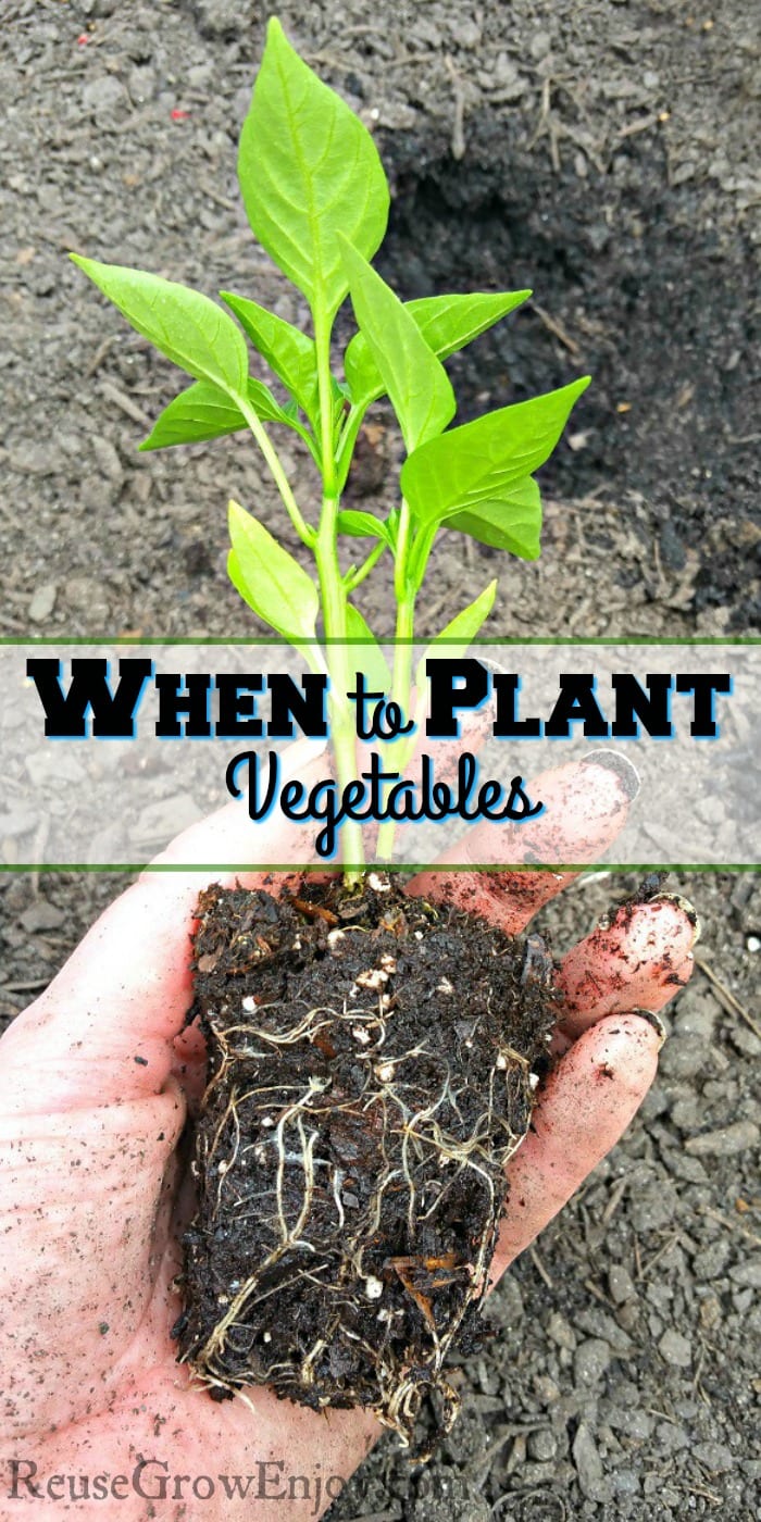 Hand holding a small pepper plant with dark soil in the background and a text overlay that says "When To Plant Vegetables".