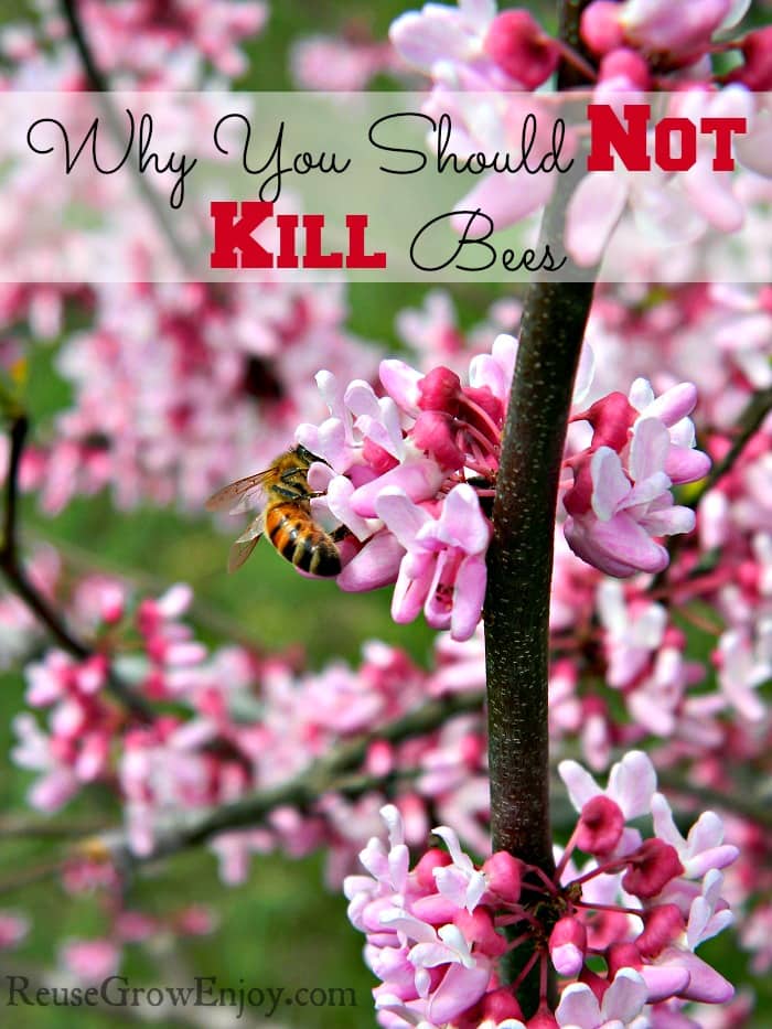 Why You Should Not Kill Bees. Bees play a very important roll in life. Find out why you should not kill them, why they are in trouble and what you can do to help.