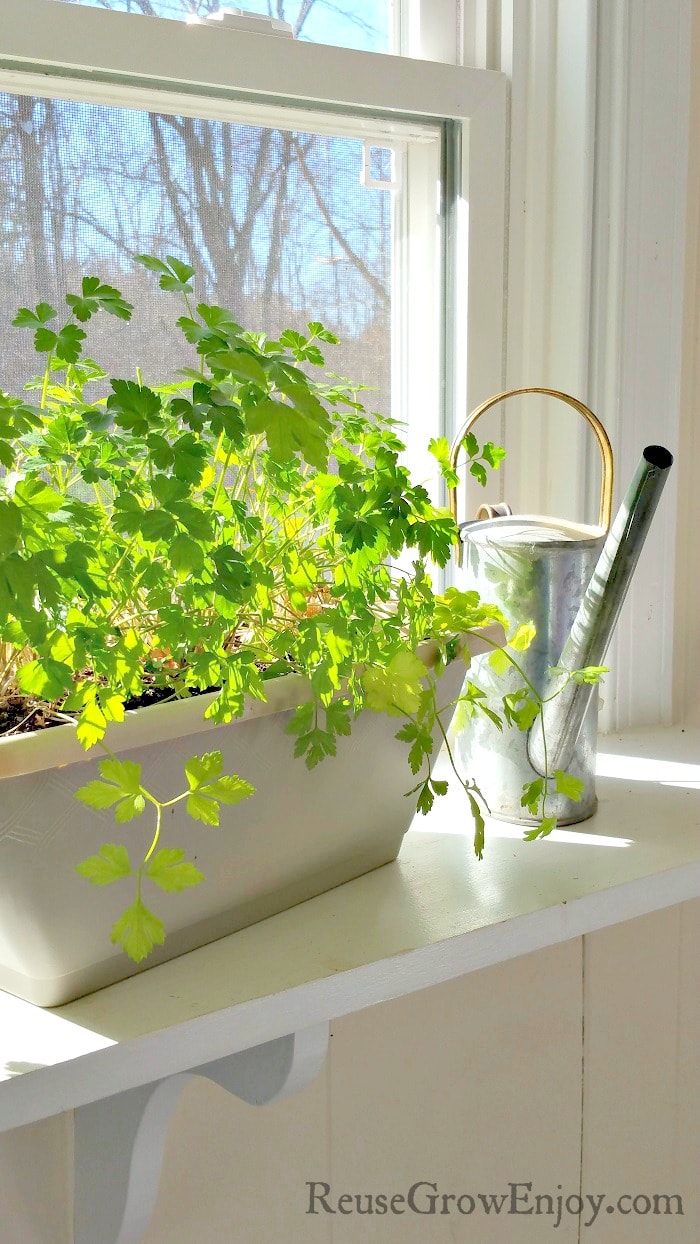 Think you don’t have the time or space for a garden? Windowsill garden is the perfect solution to both of those growing issues! I am going to share 7 Reasons to Plant a Windowsill Garden!