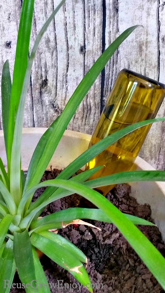 Wine bottle filled with water and placed upside down in a planter pot