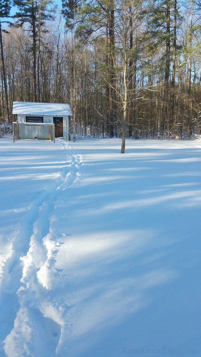 Winter camping with tracks in the snow with an old small shed in the back right in front of the woods.