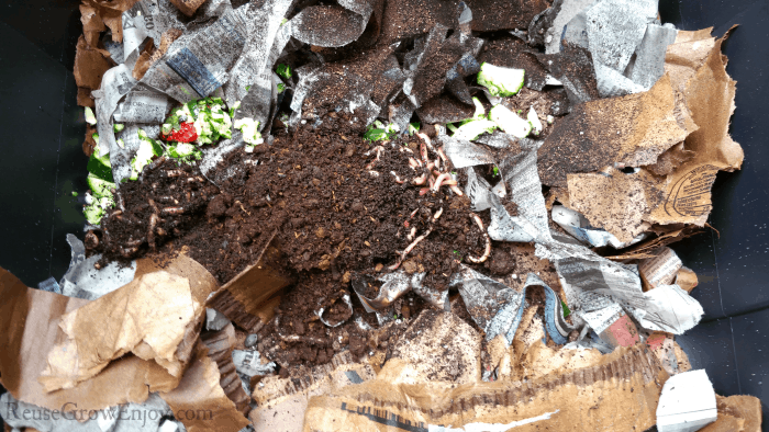 Worms added to worm composting bin