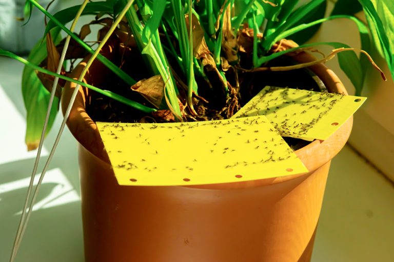 How To Prevent Flies From Indoor Plants & Get Rid Of Them
