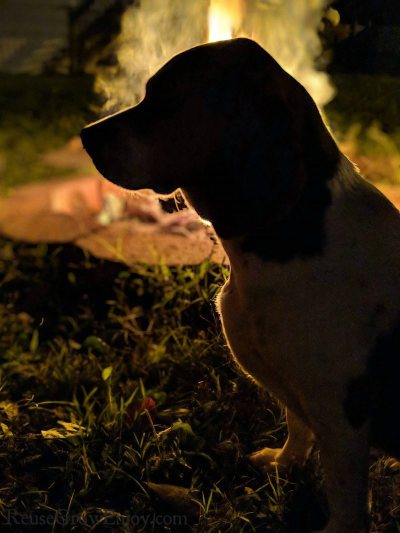 short leg beagle sitting in the dark in front of a campfire.