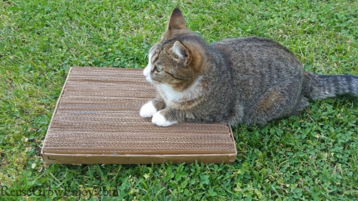 cat on scratcher pad