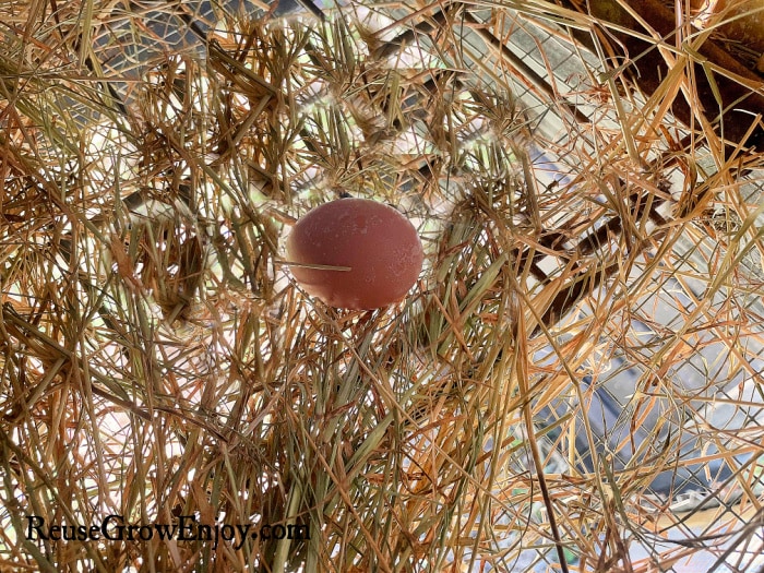 nesting box with 1 first egg