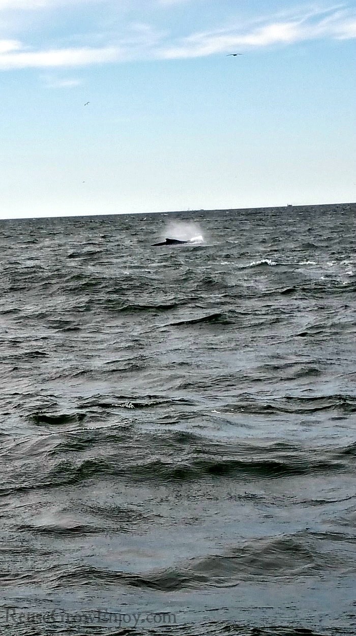 Whale blowing water from its blowhole.