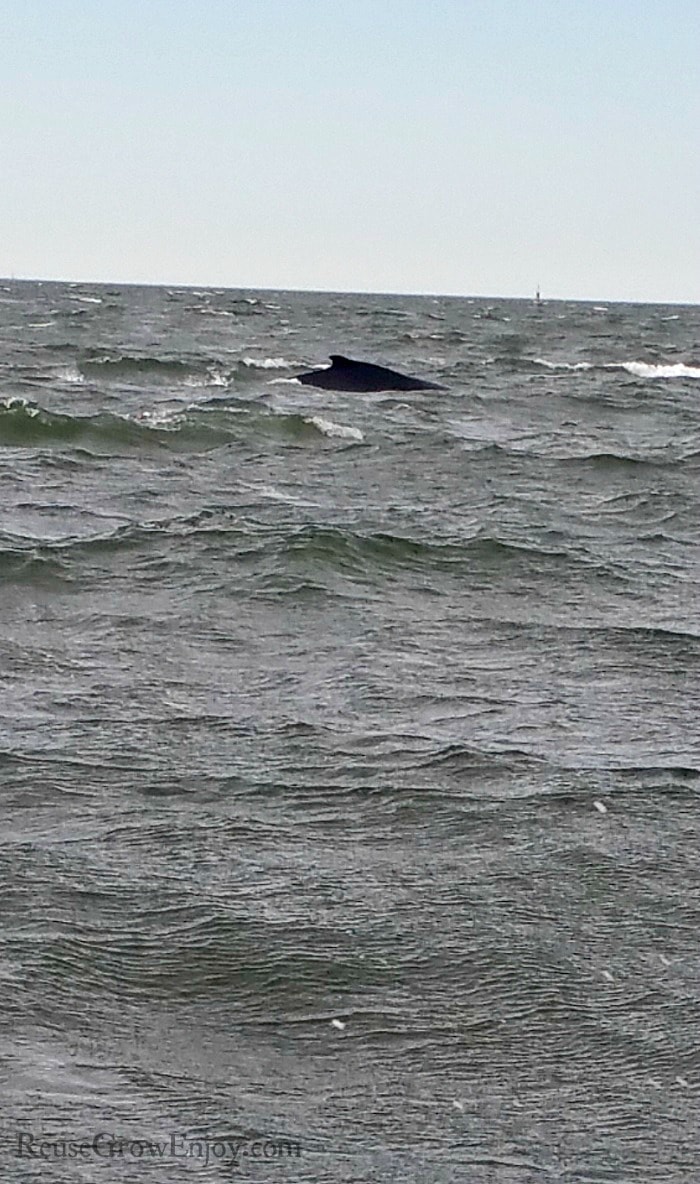 Back of a whale just above the water.